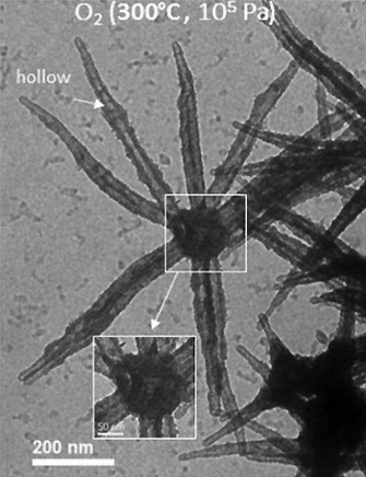 Co-urchin (J. of Microscopy, DOI: 10.1111/jmi.12656)